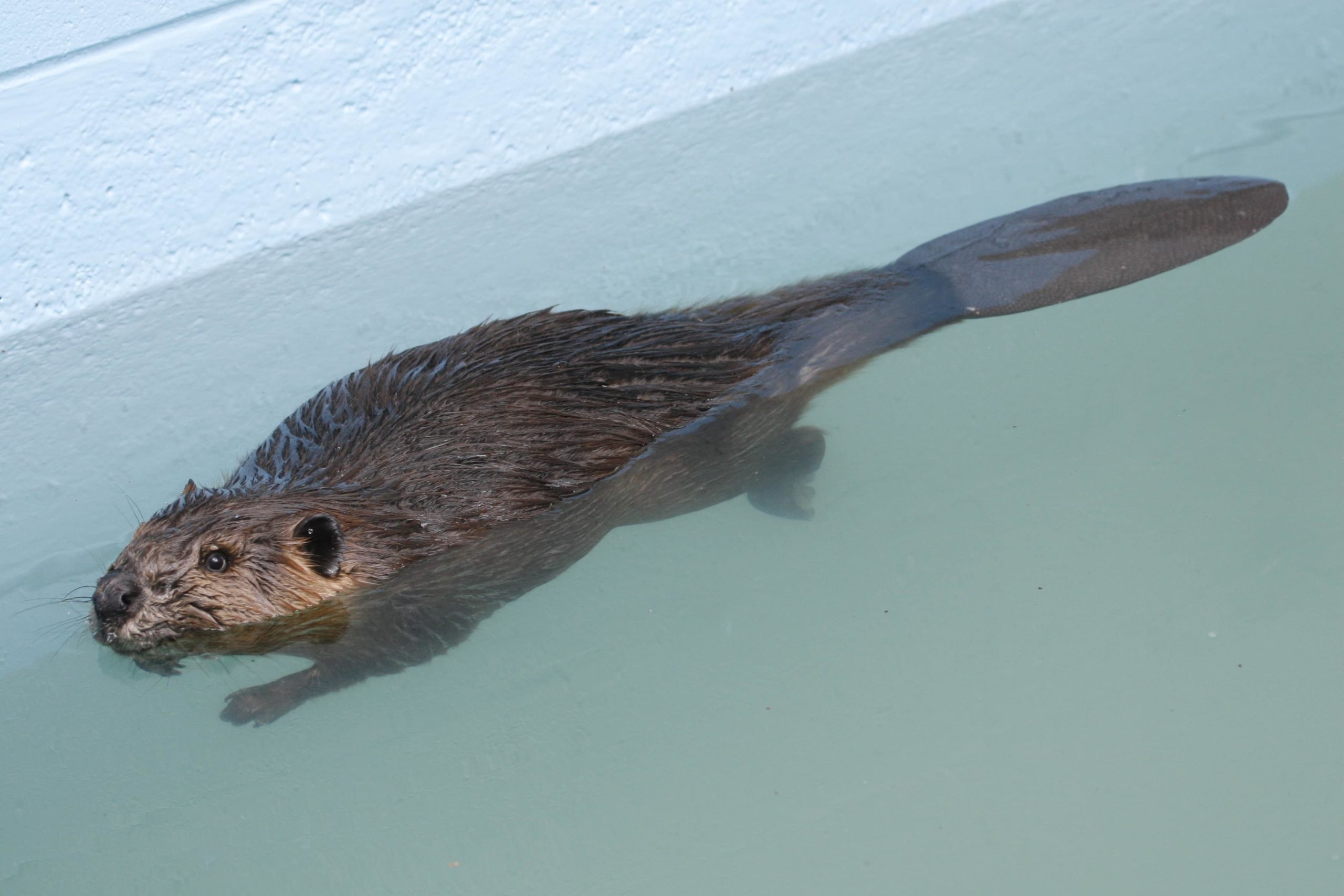 Beaver in pool
