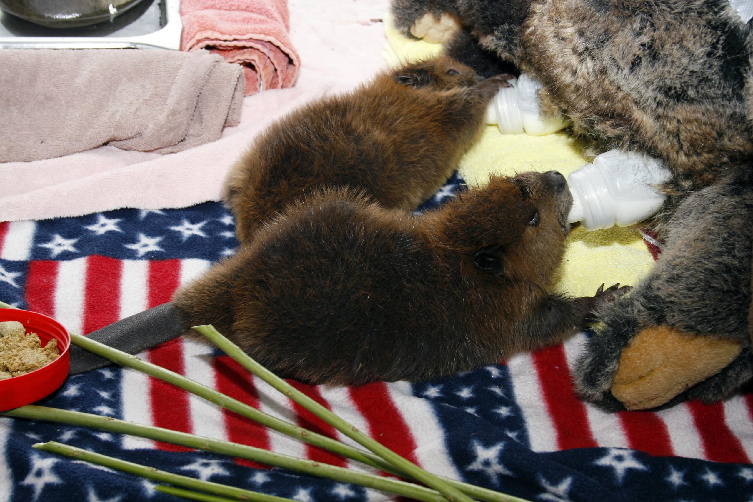 Beavers nursing from surrogates