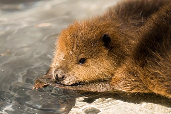 Beavers | PAWS