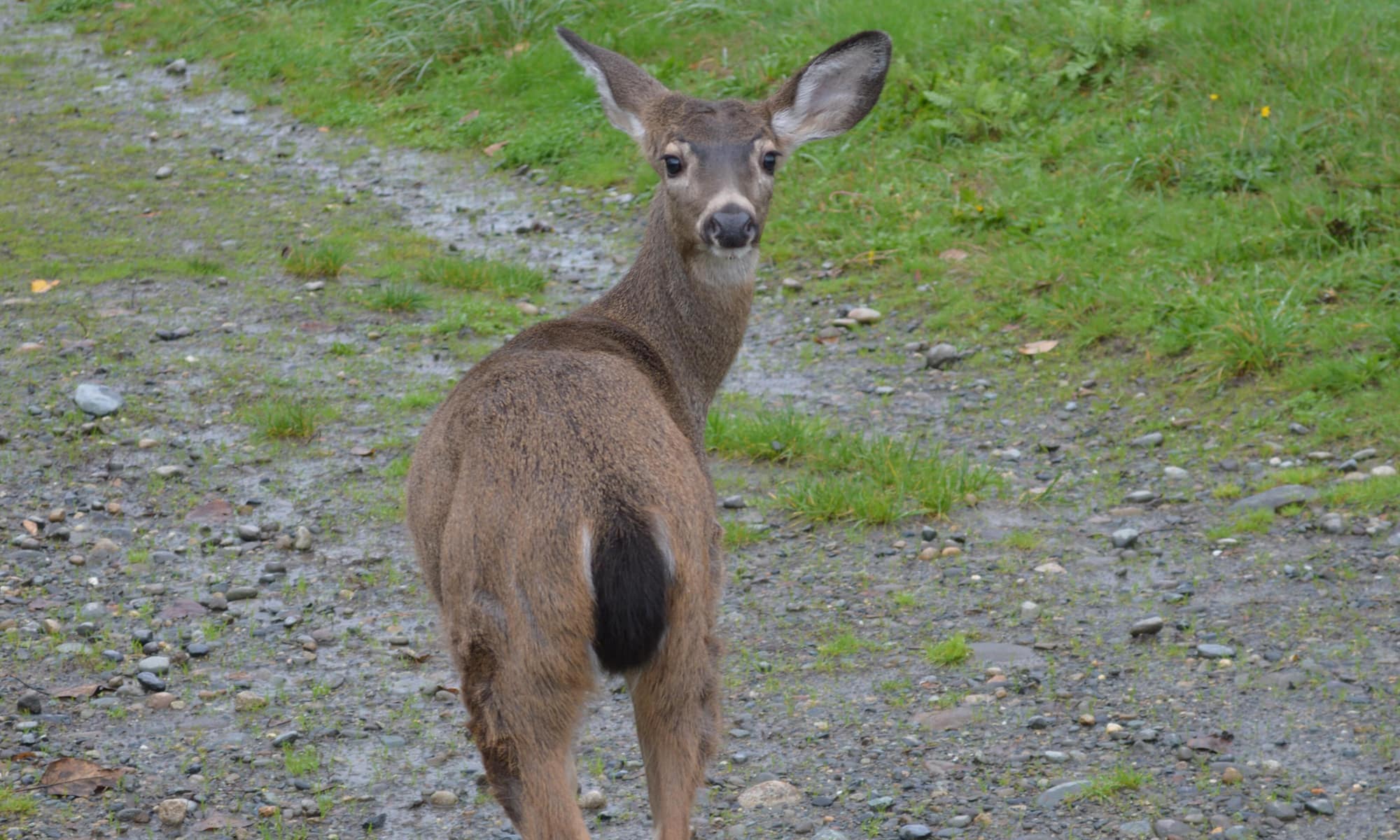 Black Tail Deer release