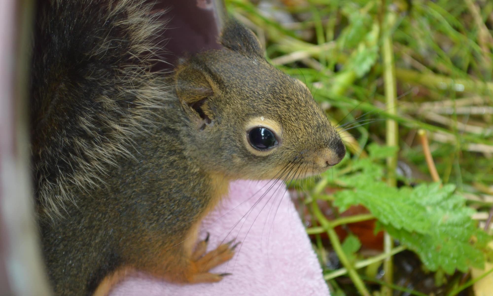 Douglas Squirrel Release