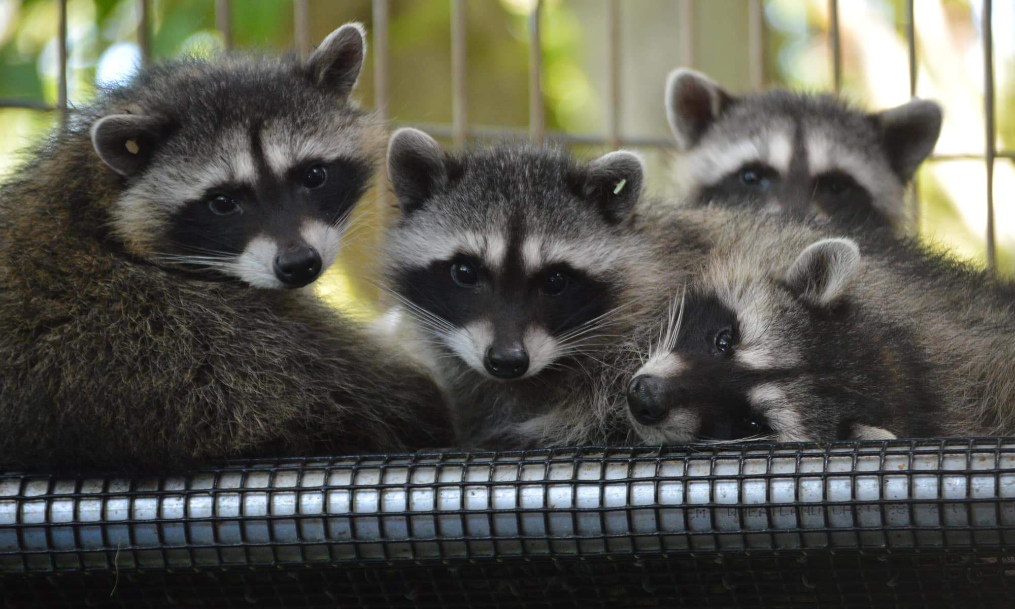 Four raccoons