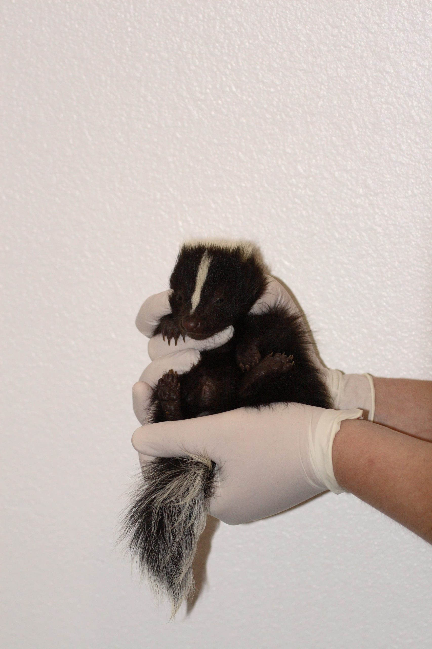 Baby striped skunk