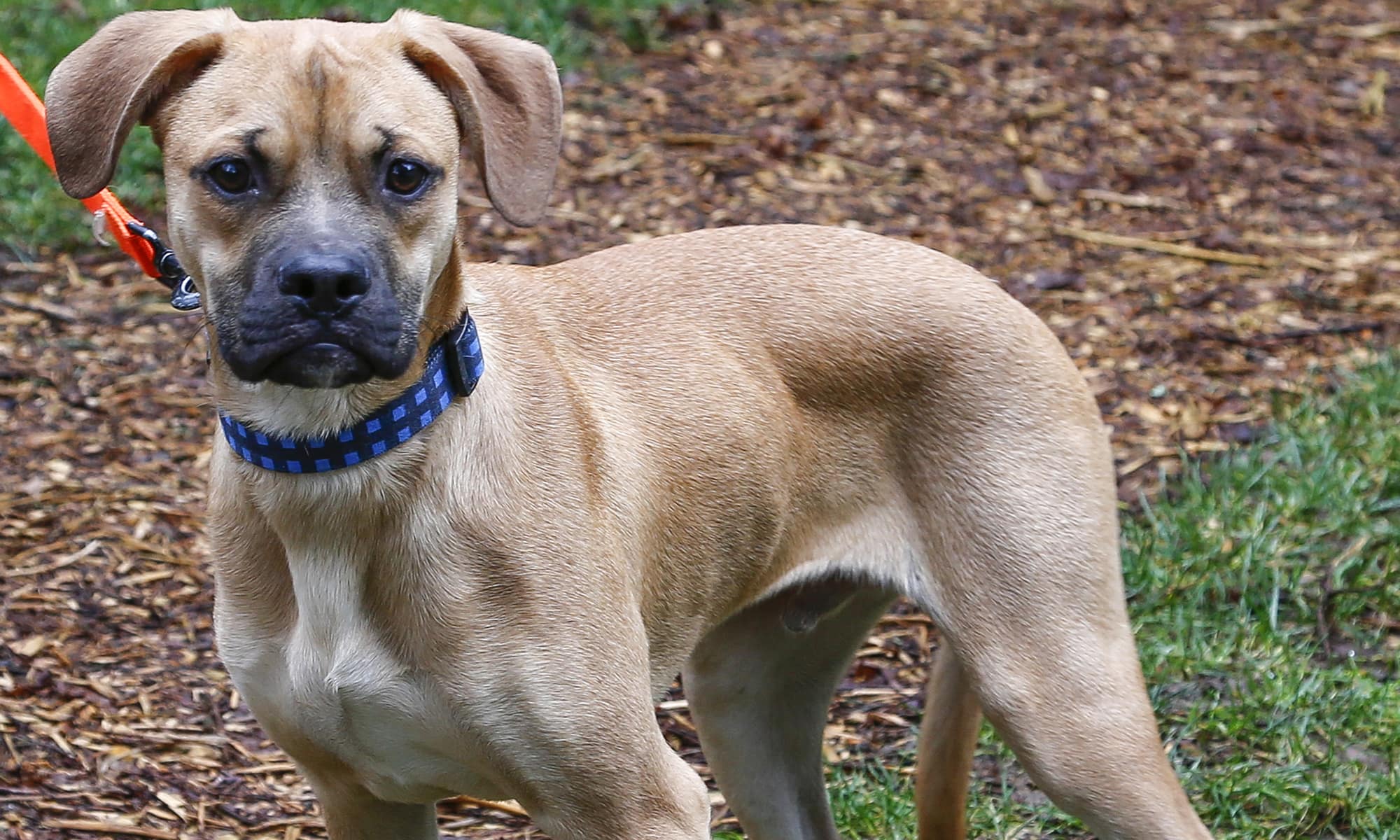 how to train an old dog not to pee inside