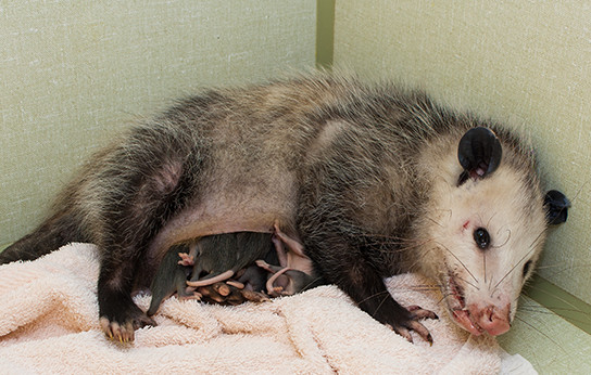 opossum-with-babies