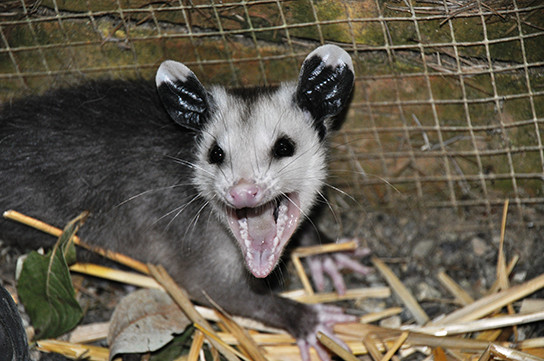 opossum1