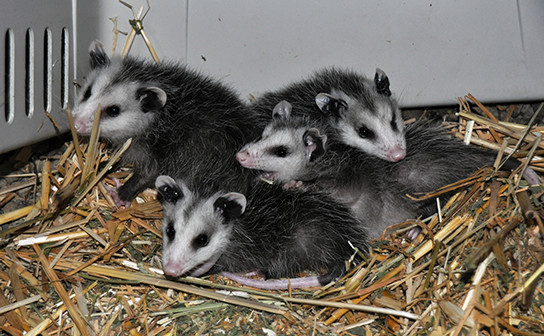 544-opossum