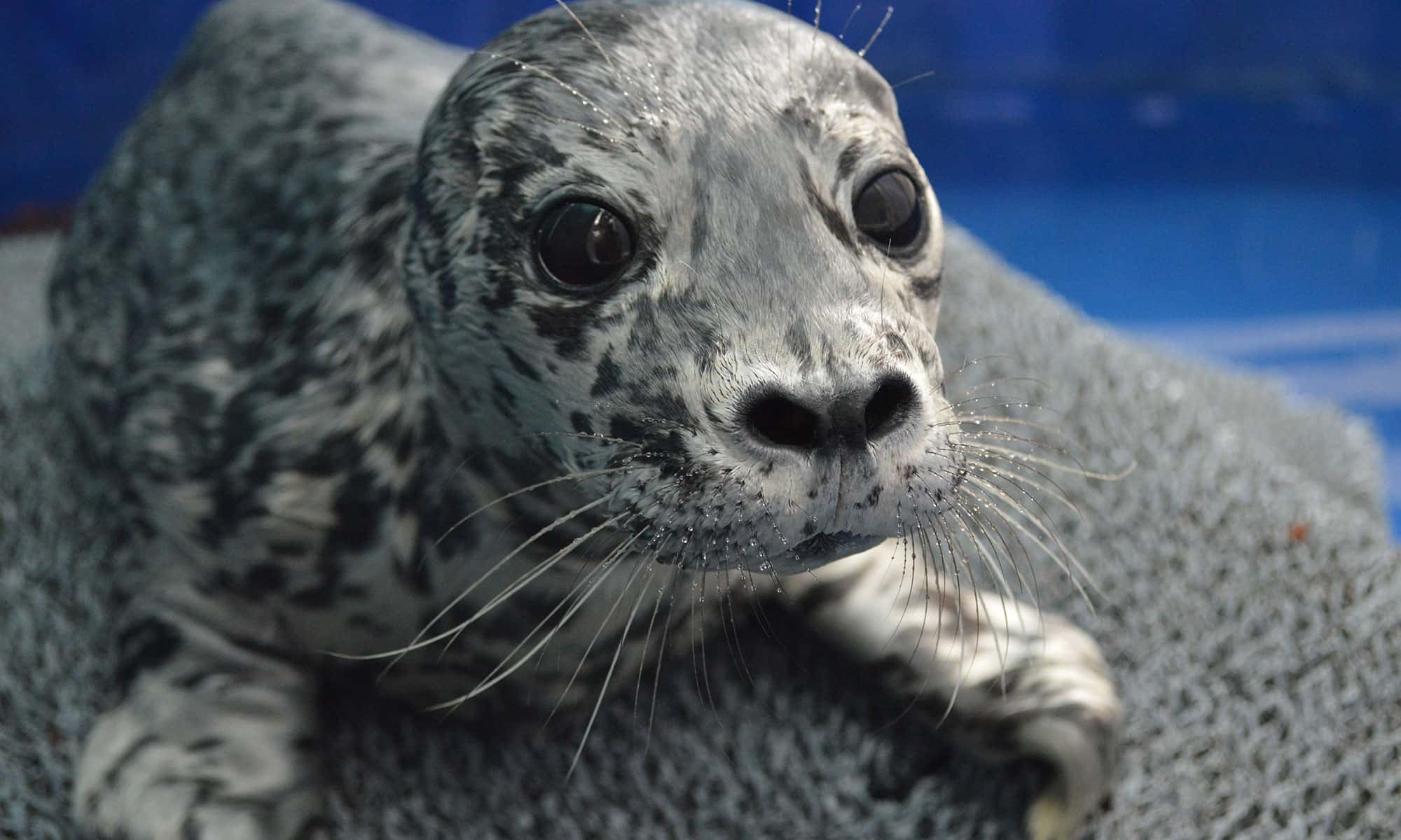 baby spotted seal