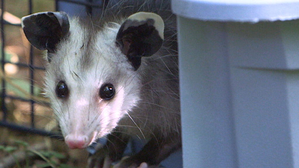 Opossums PAWS