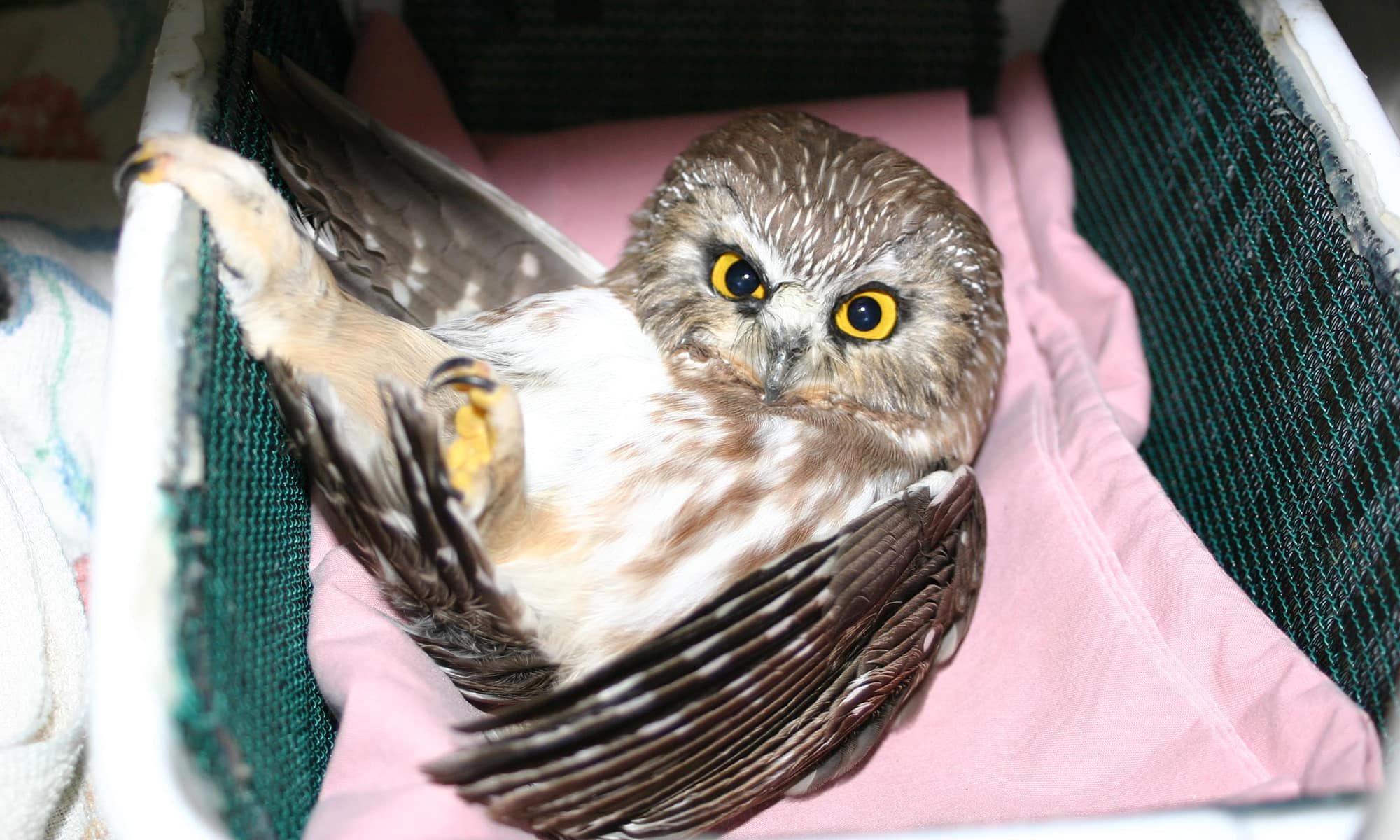 Northern Saw-whet Owl injured by a window strike