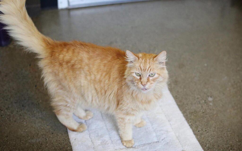 Keeping Your Cat Happy Indoors PAWS