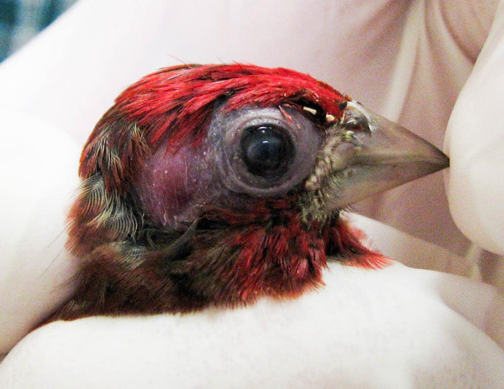 House finch with conjunctivitis