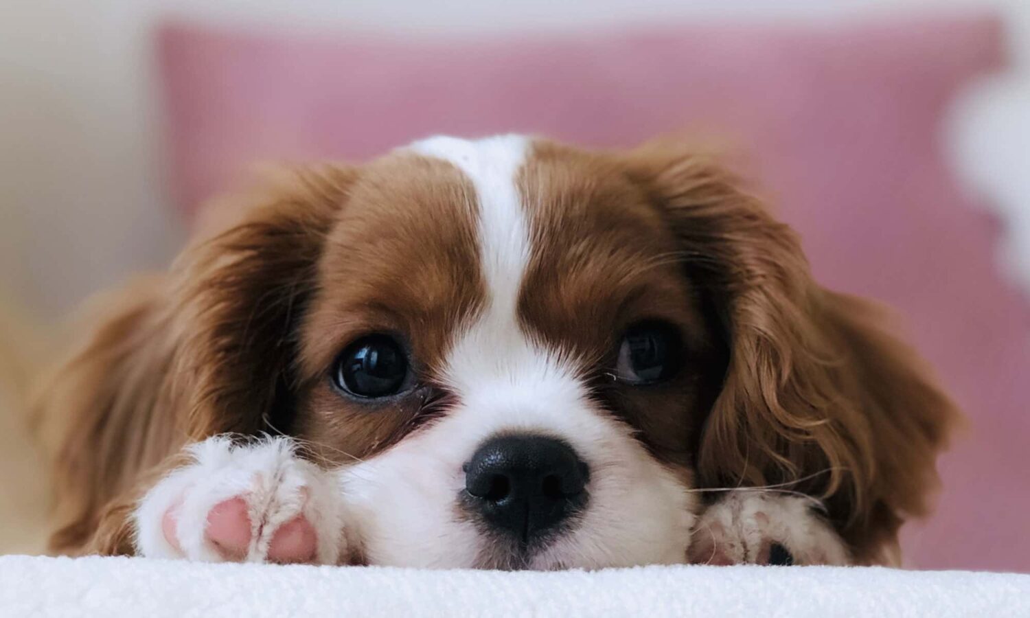 Buyer Beware: The Problem with Puppy Mills and Backyard Breeders | PAWS