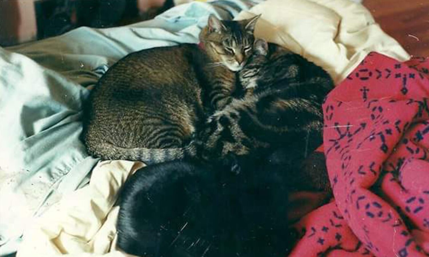 Tiger Lily - PAWS
